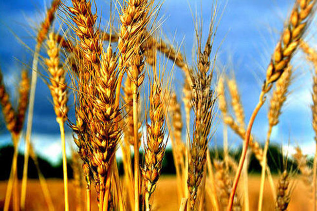  Advierten sobre la baja calidad del trigo 