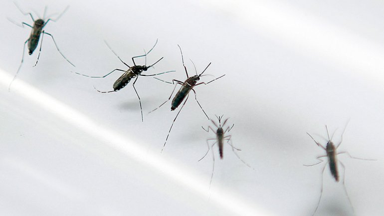 Se confirmó el primer caso de dengue en Balcarce