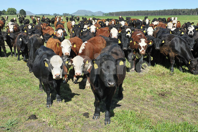 La ganadería lidera la inversión en el campo