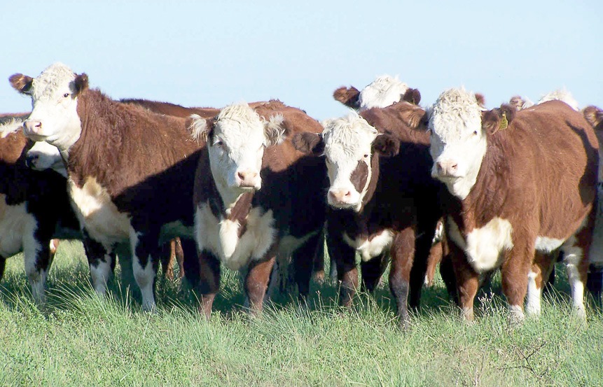 Coninagro prevé "un futuro promisorio en la ganadería"