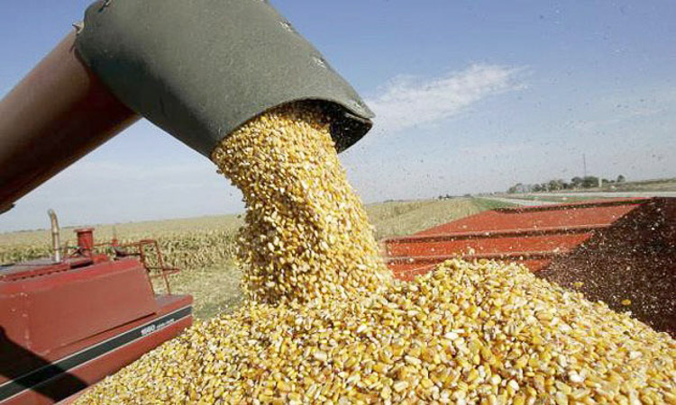 Ya se cosechó el 65% del maíz 