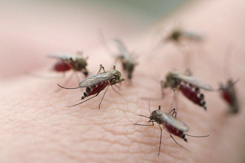Los mosquitos "invasores" pueden quedarse hasta un mes
