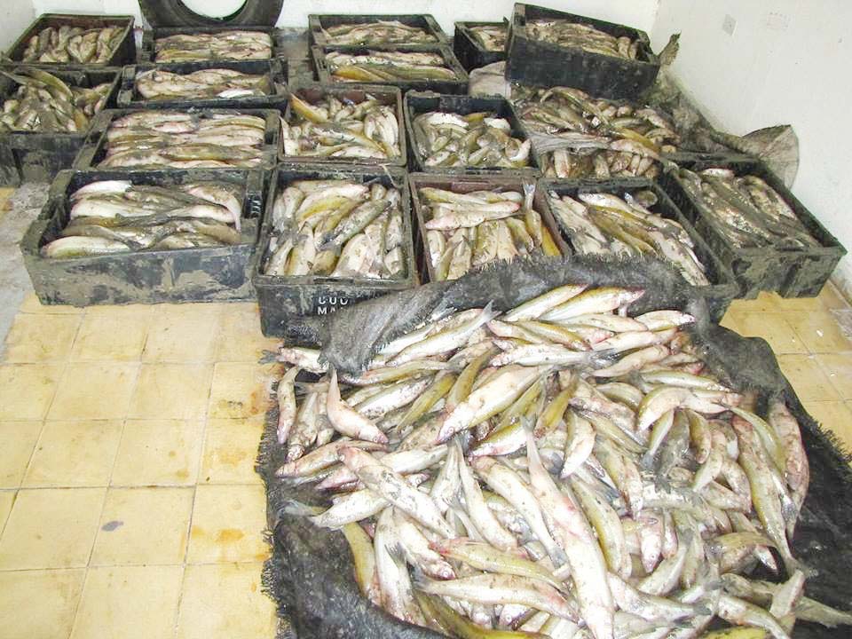 Desmienten pesca  ilegal en «La Brava» 