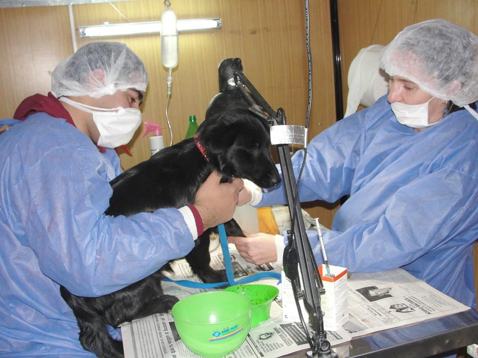 Continúa la campaña de castración y vacunación de mascotas