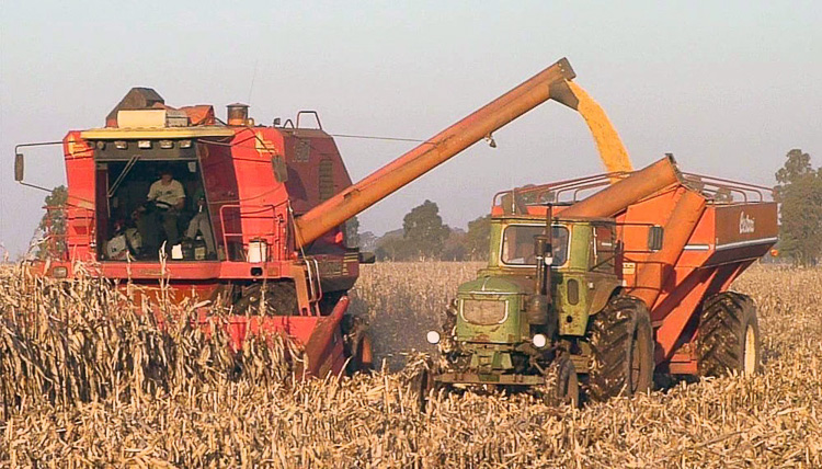 Finalizó la cosecha de maíz 2017/18 con  31 Mtn. y un rinde medio de 60,1 qq/Ha.