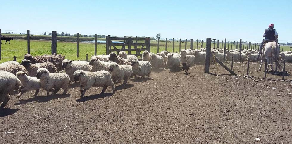 En 2018 se destinaron $22 millones para  proyectos ovinos en territorio bonaerense