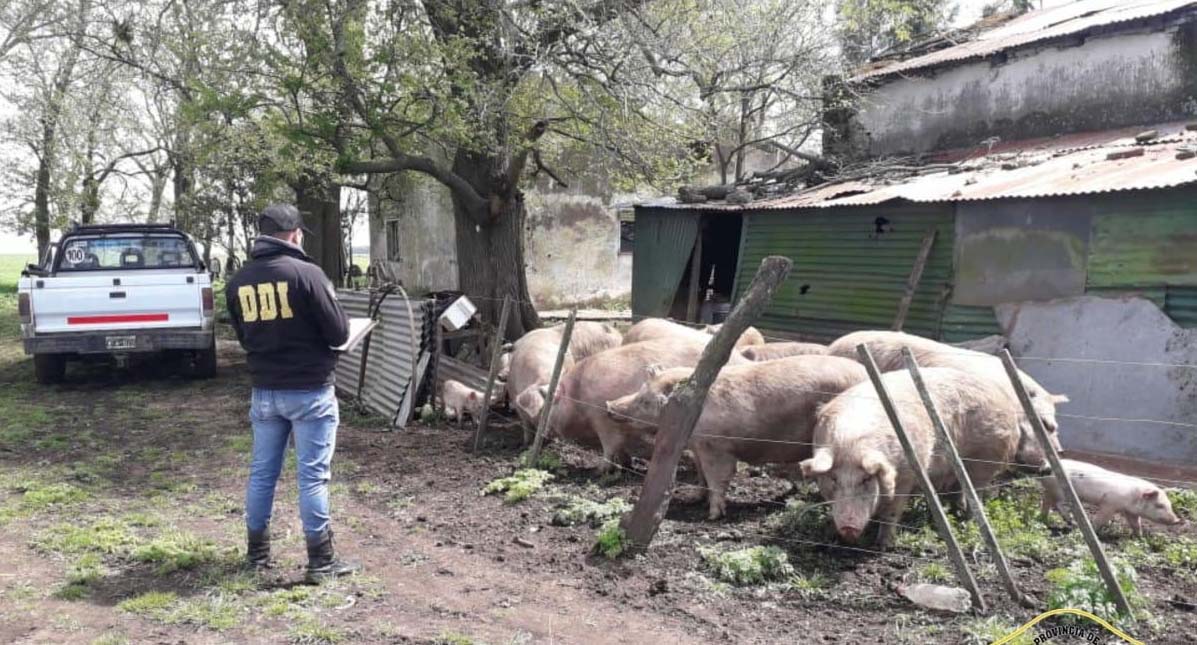 En reciente hecho de "Abigeato agravado" secuestran  860 cabezas de ganado valuadas en $ 18.000.000