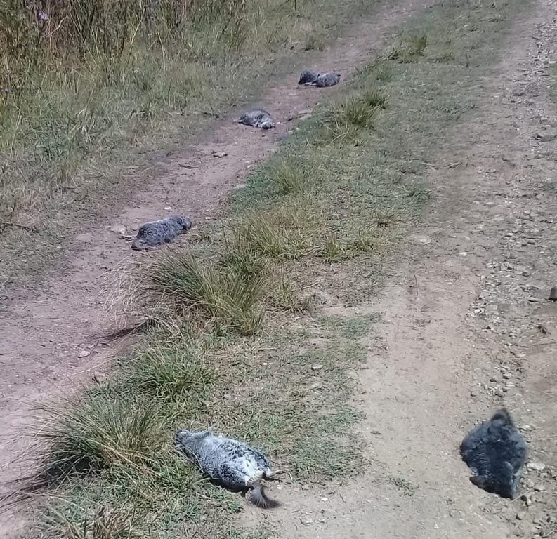 Denuncian la aparición de gran cantidad de  chinchillas muertas en la zona de "La Cava"