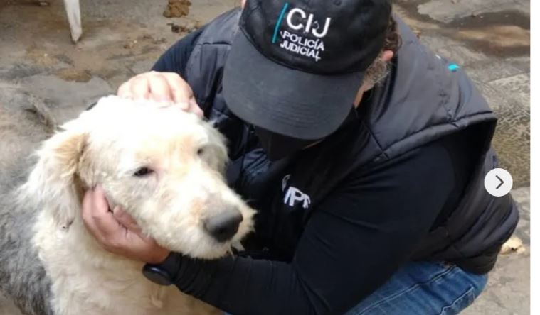 Fallo histórico: condenaron al dueño de un criadero de perros por crueldad animal